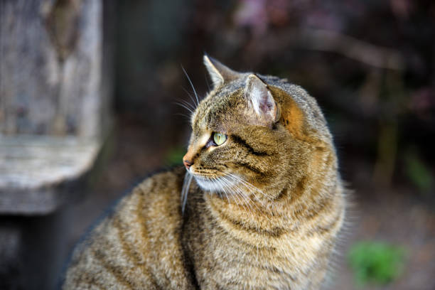 istock homeless cat outdoors 1203599866