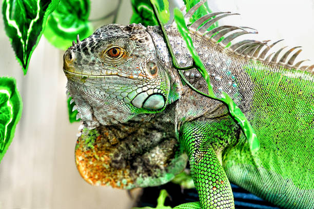 istock A big iguana lizard on green background. 1203600320