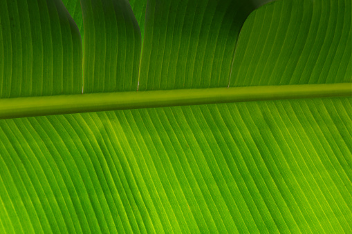 Palm leaves texture with shadow, background