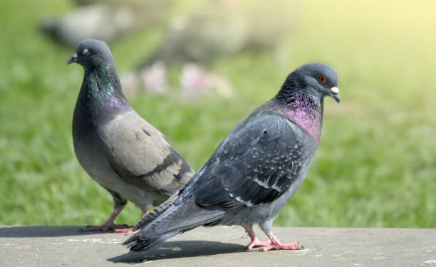 istock city pigeons close up 1203600514