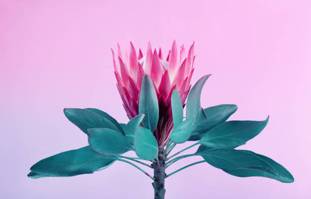 Blooming Pink Protea Plant over pastel background. Valentine's Day gift Blooming Pink Protea Plant over pastel background. Valentine's Day gift fynbos photos stock pictures, royalty-free photos & images