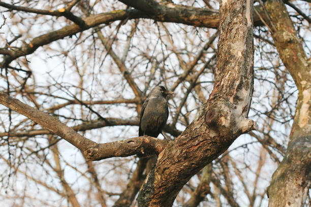 istock Coloeus monedula bird on tree in park 1203603002