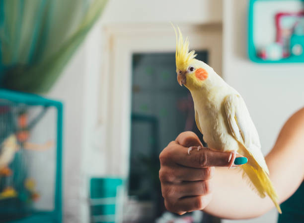 friendly cockatiel parrot sitting on owners finger - tame imagens e fotografias de stock