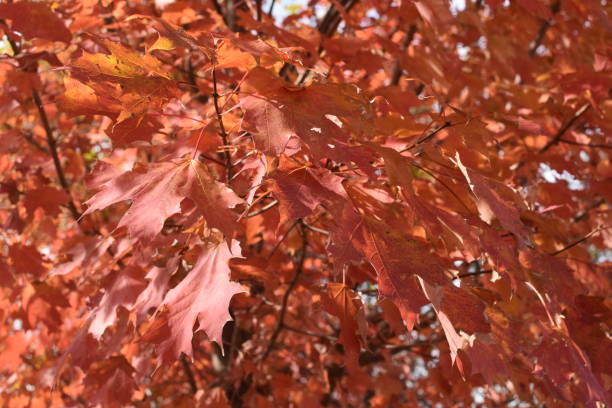 istock Golden and purple autumn in VA 1203604415