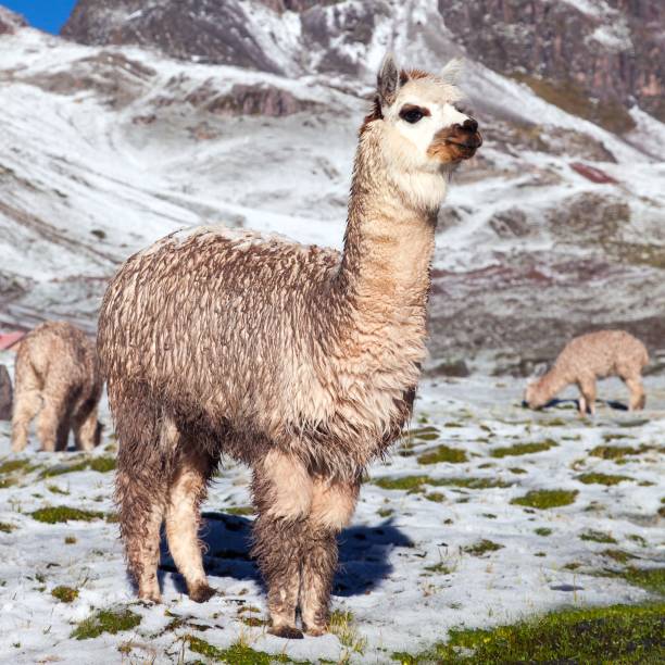 istock llama or lama, Andes mountains, 1203604696