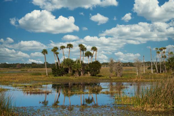 istock beautiful swamp wetlands landscape 1203606423