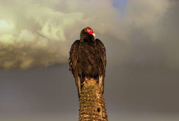 Vulture in Tree