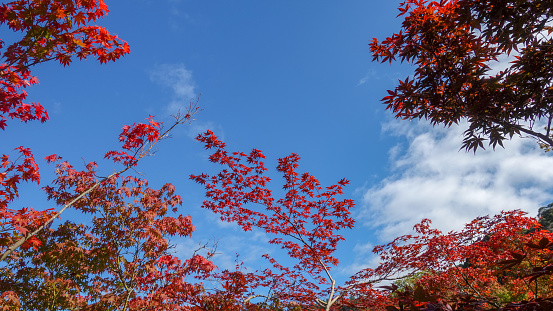 Autumn in Japan hunting for red leaves of maple tree