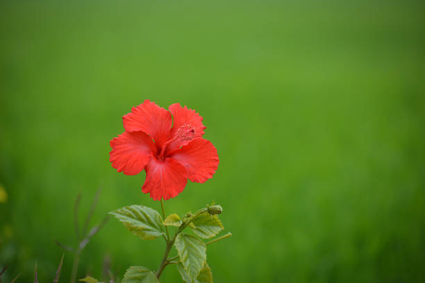 Red hibiscus flower on a green background