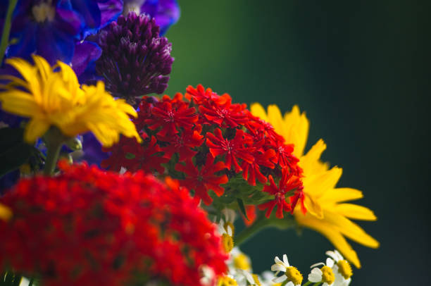 a colorful bouquet of bright spring flowers of various types, close-upcolorful bouquet of bright spring flowers of various types, close-up