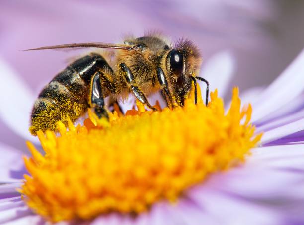 istock bee or honeybee sitting on flower, Apis Mellifera 1203610818
