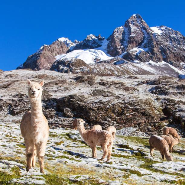 istock llama or lama, Andes mountains, 1203612128