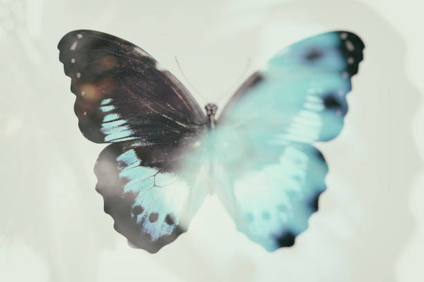 istock tropical blue butterfly. isolated on white background 1203614943