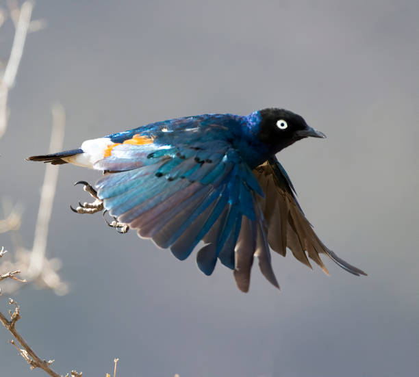 A close up of a Superb Starling in flight. Taken in Kenya