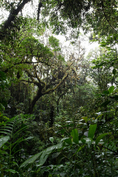 istock Dense cloud forest in Santa Elena, Costa Rica 1203616092