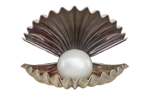 istock Shell with pearl. Clam, oyster. 3d rendering isolated on white background 1203617444