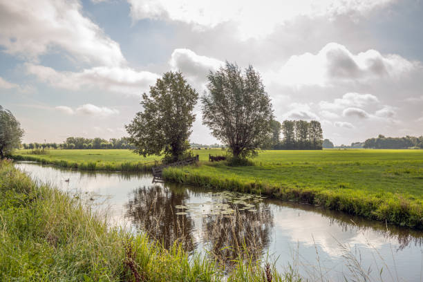 paisaje de pólder holandés en la luz de fondo - alblasserwaard fotografías e imágenes de stock