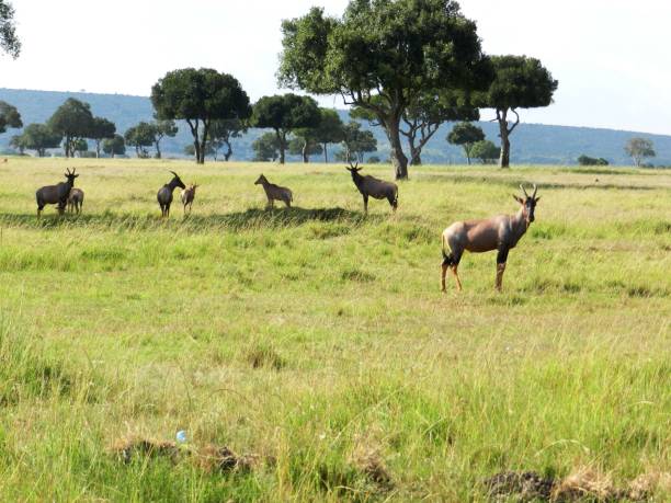 group of topi antelopes grazing in the african savannah - masai mara national reserve masai mara topi antelope imagens e fotografias de stock