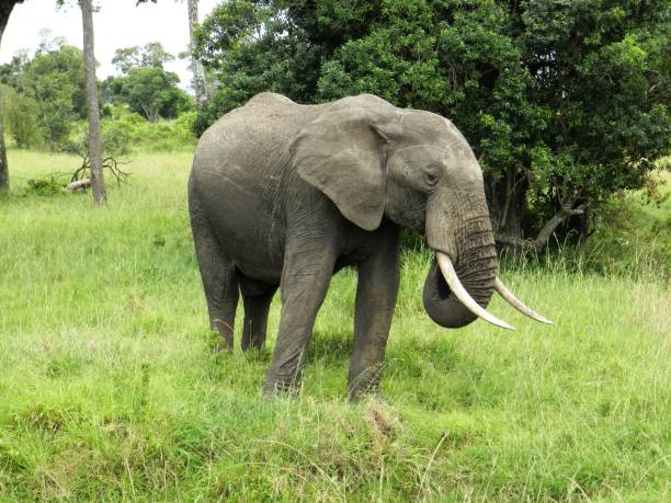 istock A lone elephant in the African savannah 1203620683