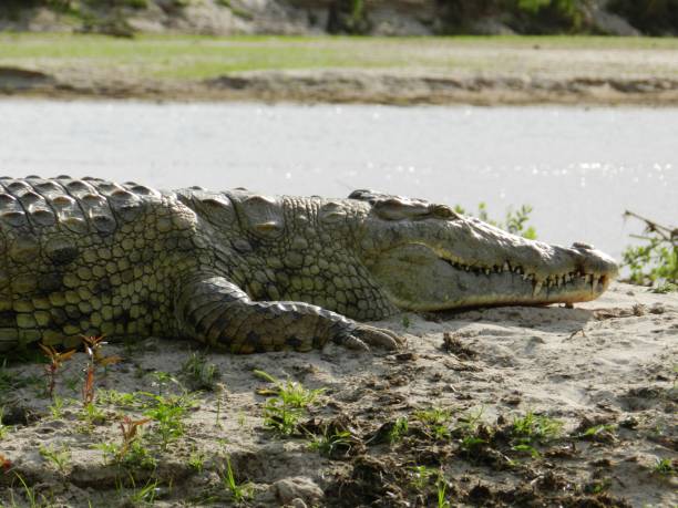 istock A huge crocodile on the river banks 1203620726