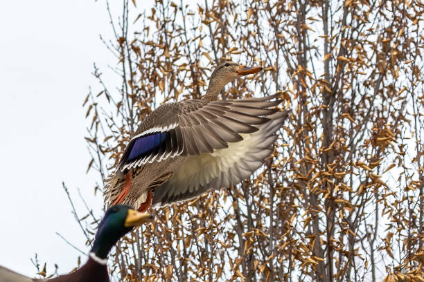 istock Duck. Mallard duck in flight.Natural scene from wisconsin conservation area. 1203621164