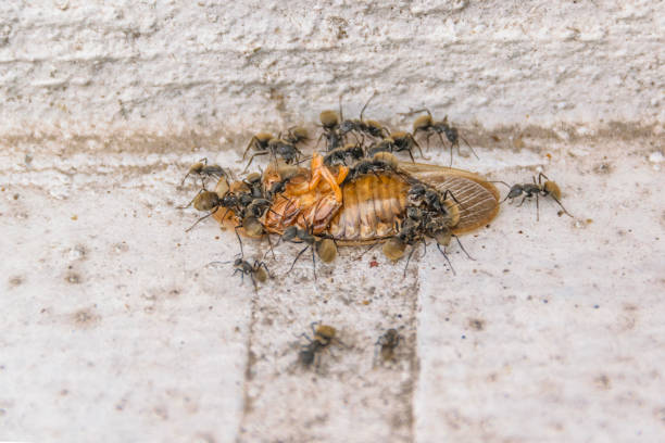 Group of black ants eating a dead cockroach at concrete ground