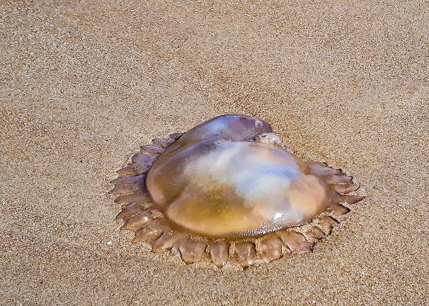 istock Medusa at Sand Beach, Punta del Este, Uruguay 1203621766