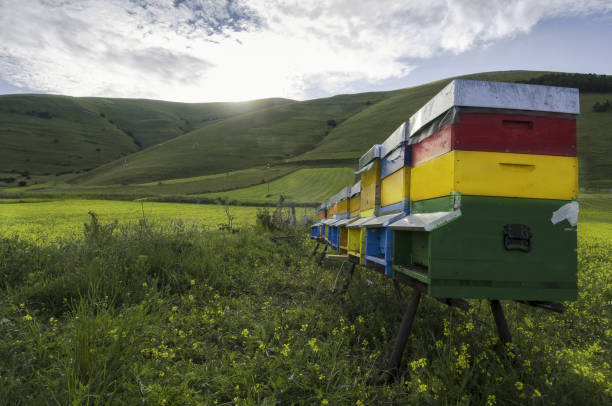 пчеловодство в кастеллуччо ди норча - apennines beauty in nature grass plateau стоковые фото и изображения