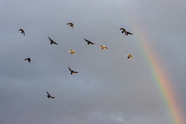 pigeons fly against the sky and rainbow , wildlife