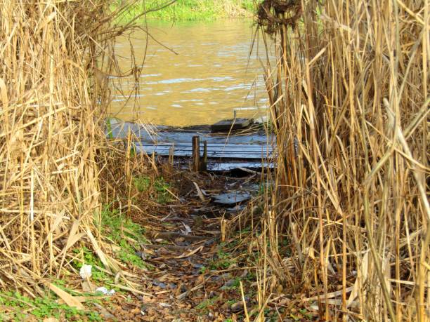 istock Walking through the reeds to the river 1203623883