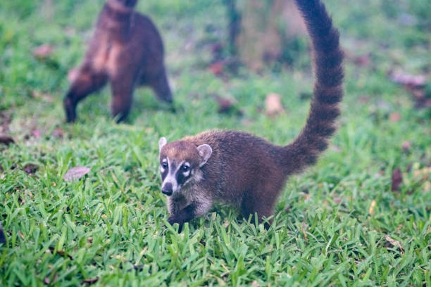 istock Coati playing in grass in Mexico 1203623925
