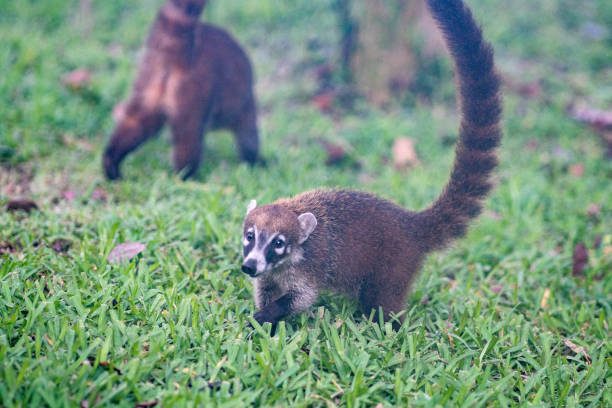 istock Coati playing in grass in Mexico 1203623937