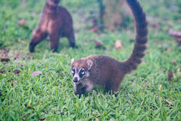 istock Coati playing in grass in Mexico 1203623938