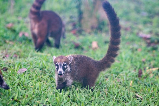 istock Coati playing in grass in Mexico 1203623996