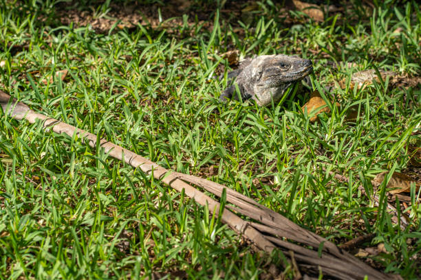 Black Iguana lying in Grass in Mexico