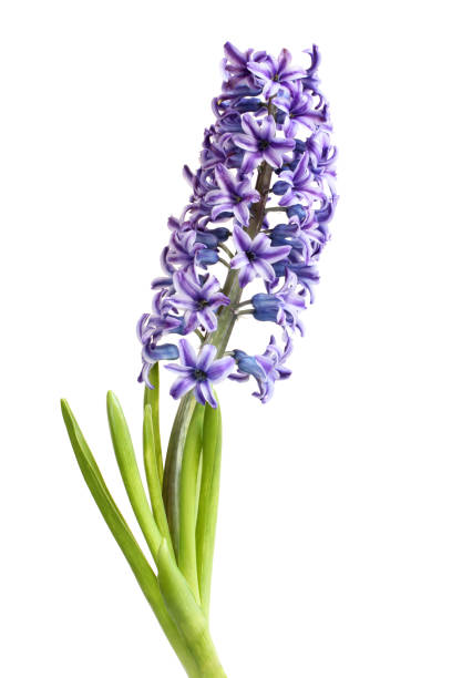 istock Gently purple hyacinth flower isolated on white background 1203624864