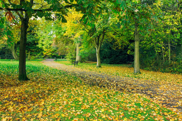 istock colorful Autumn forest park,Northern Ireland 1203624992