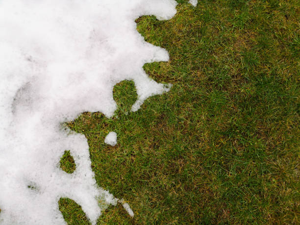 istock Melting snow on green grass close up - between winter and spring concept background. snow on grass background 1203625017