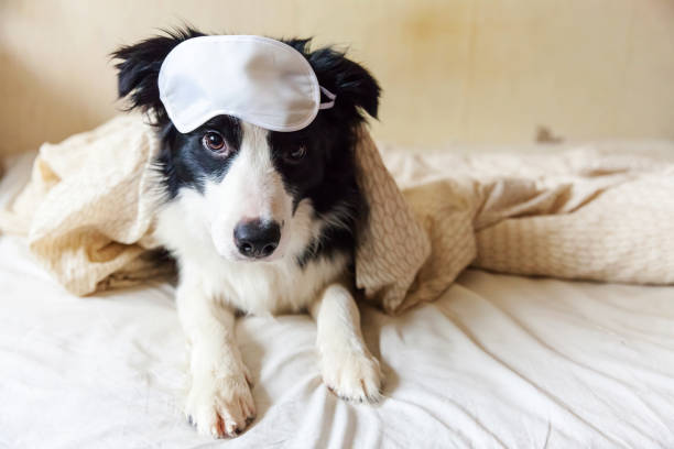 Do not disturb me let me sleep. Funny puppy border collie with sleeping eye mask lay on pillow blanket in bed. Little dog at home lying and sleeping. Rest good night insomnia siesta relaxation concept