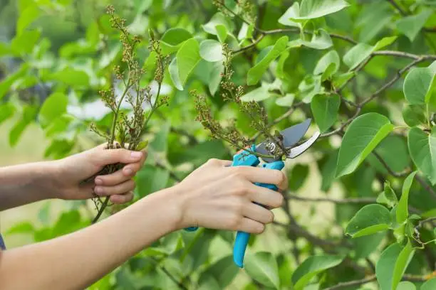 Spring seasonal gardening, womans hands with secateurs cutting off wilted flowers on lilac bush, hobby of young woman