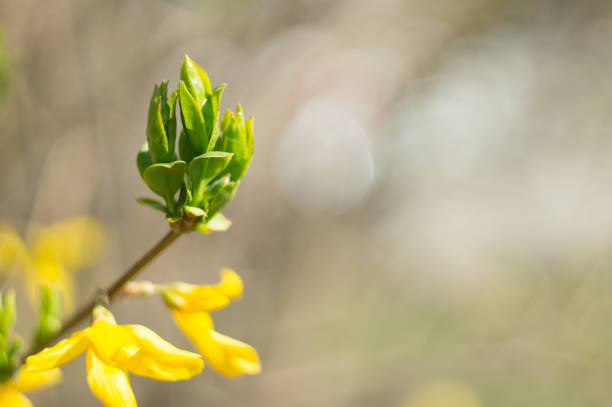 Forsythia branch close-up with green leaves on a blurred background. Copy space. Soft focus, selective focus