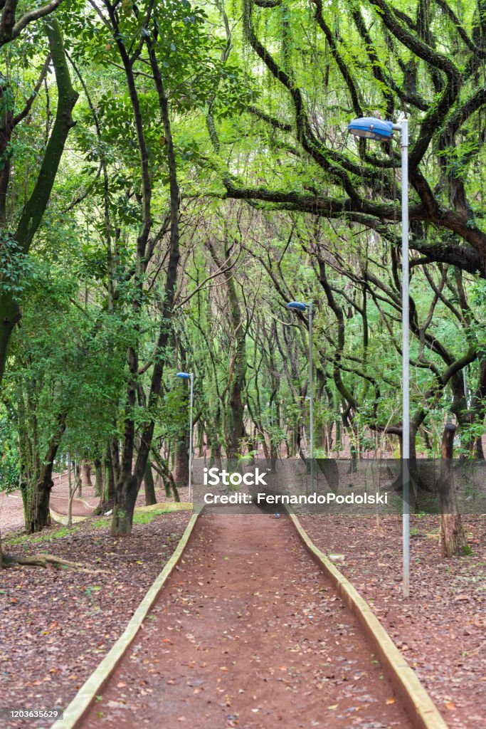 Grove Trail through a forest in a public park in the city of São Caetano in Brazil São Caetano do Sul Stock Photo
