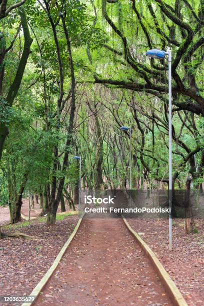 Grove Stock Photo - Download Image Now - São Caetano do Sul, Brazil, Day