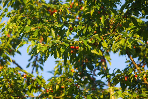 cherry Tree with red ripe fresh cherries stock photo