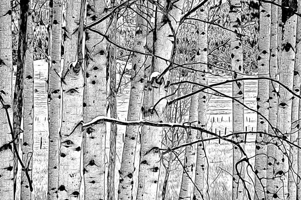bleistift schwarz und weiß illustration des winters nackte pappel baum zweige - poplar tree aspen tree tree winter stock-fotos und bilder