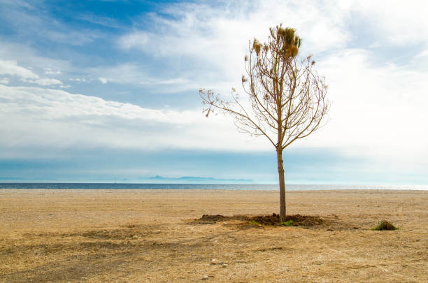 Tree on a sandy beach on the shore of Saronic Gulf in Athens, Greece