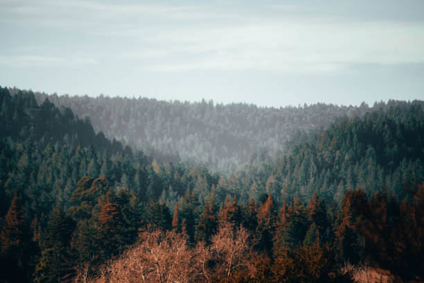 펠튼 캘리포니아의 레드우드 - forest spooky sequoia woods 뉴스 사진 이미지