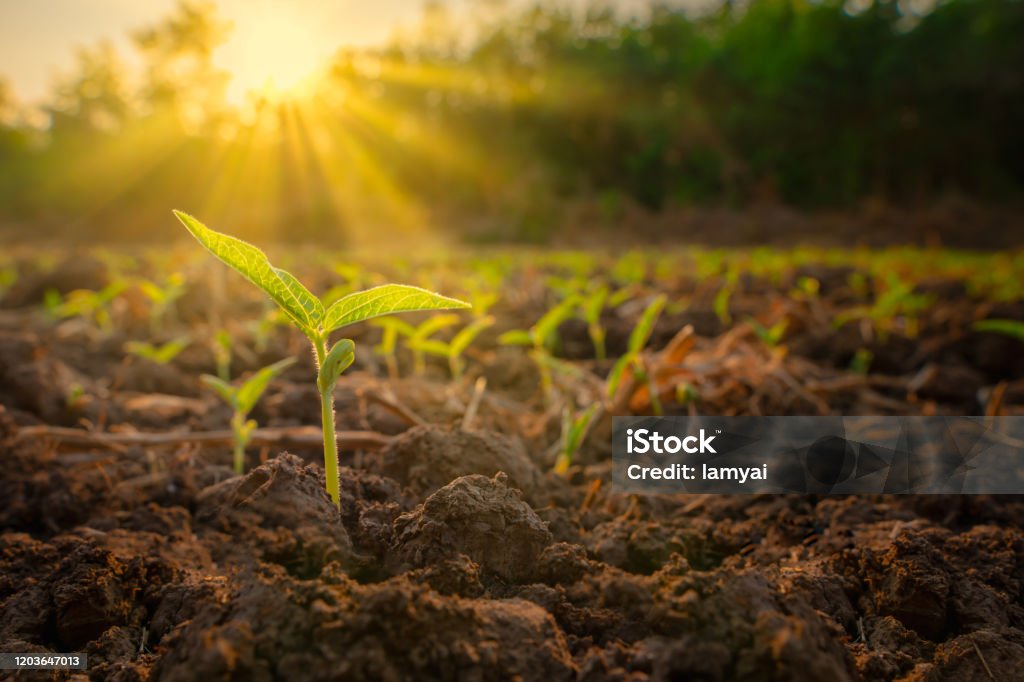 Sapling mung bean in agriculture garden Sapling mung bean in agriculture garden with light shines sunset Agriculture Stock Photo