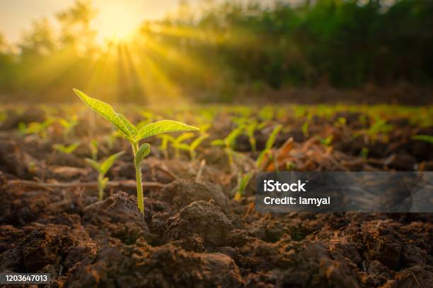 Sapling Mung Bean In Agriculture Garden Stock Photo - Download Image Now - Agriculture, Dirt, Biology
