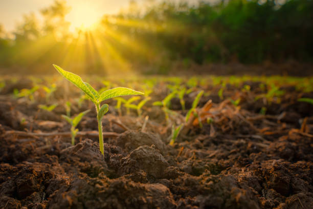 sapling mung bean in agriculture garden - wet places imagens e fotografias de stock